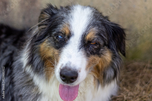 Berger Australien bleu merle