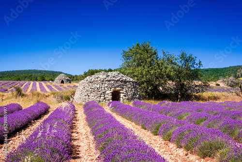 Old shepherds shelter called bories and lavender rows
