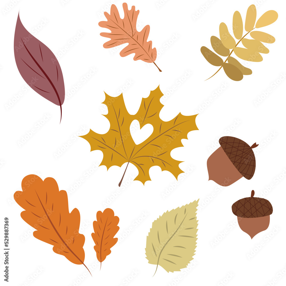 set of colorful autumn leaves and acron. Fall leaves set of colorful autumn leaves and acron. Fall leaves