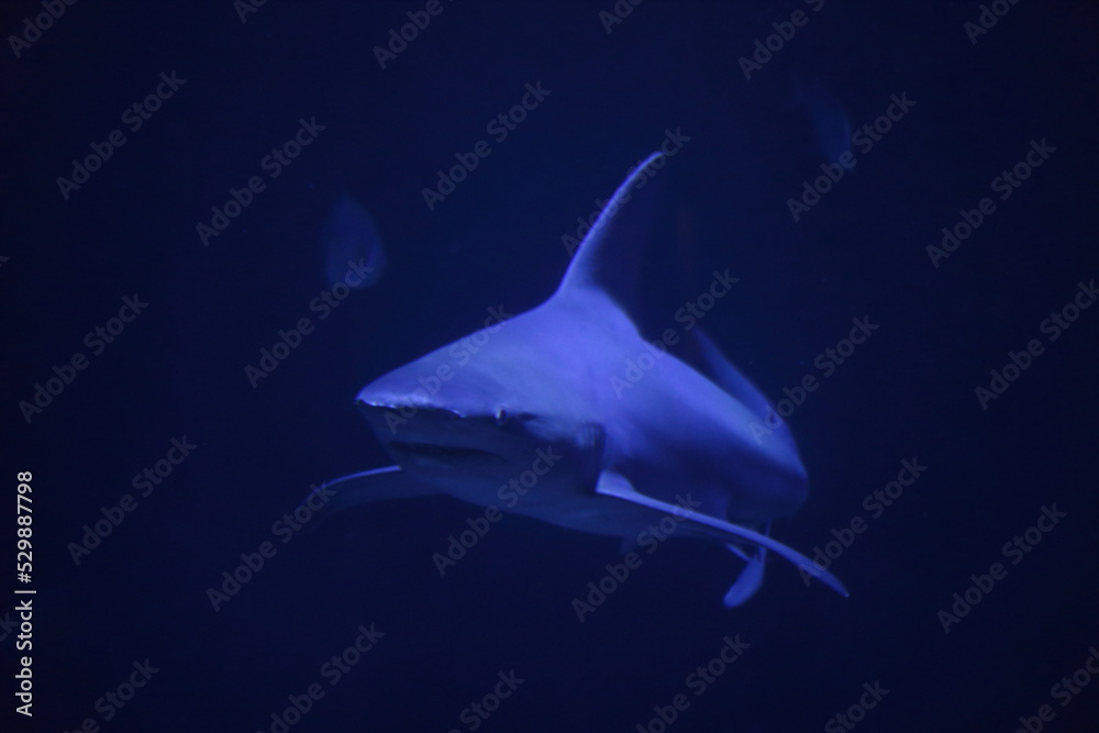 Obraz premium Dangerous predator white big shark. Blue underwater diving jaws