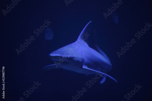 Dangerous predator white big shark. Blue underwater diving jaws