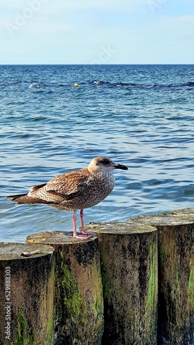 seagull on the water © GrzegorzUrbaniak
