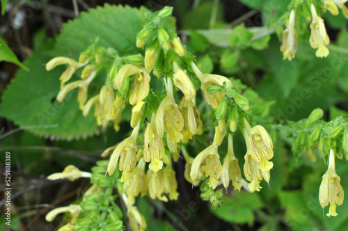 Salvia glutinosa grows in nature