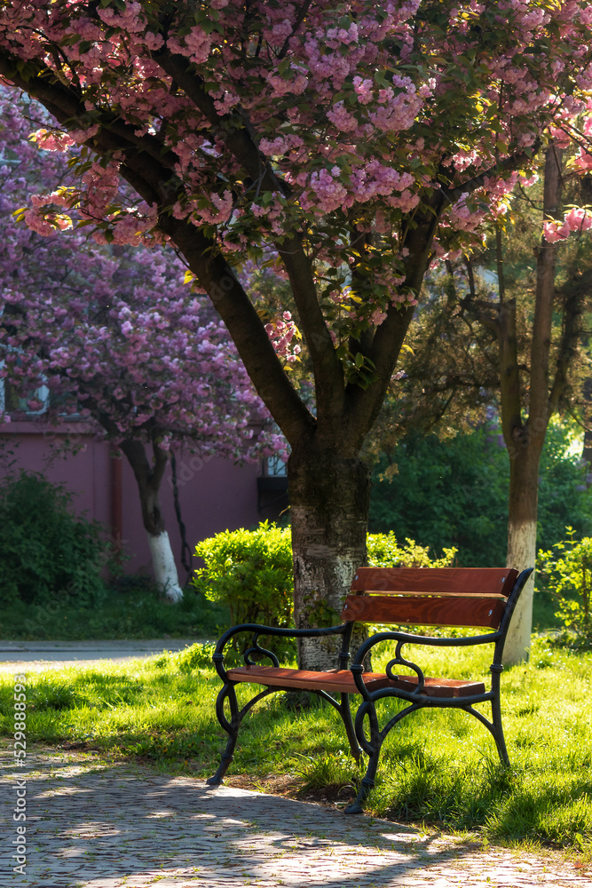 park with japanese sakura trees in spring. beautiful urban scenery in morning light. bench beneath a pink blossoming branches park with japanese sakura trees in spring. beautiful urban scenery in morning light. bench beneath a pink blossoming branches