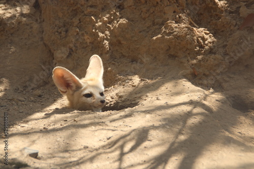 Simpático zorro del desierto con grandes orejas asoma cabeza por madriguera photo