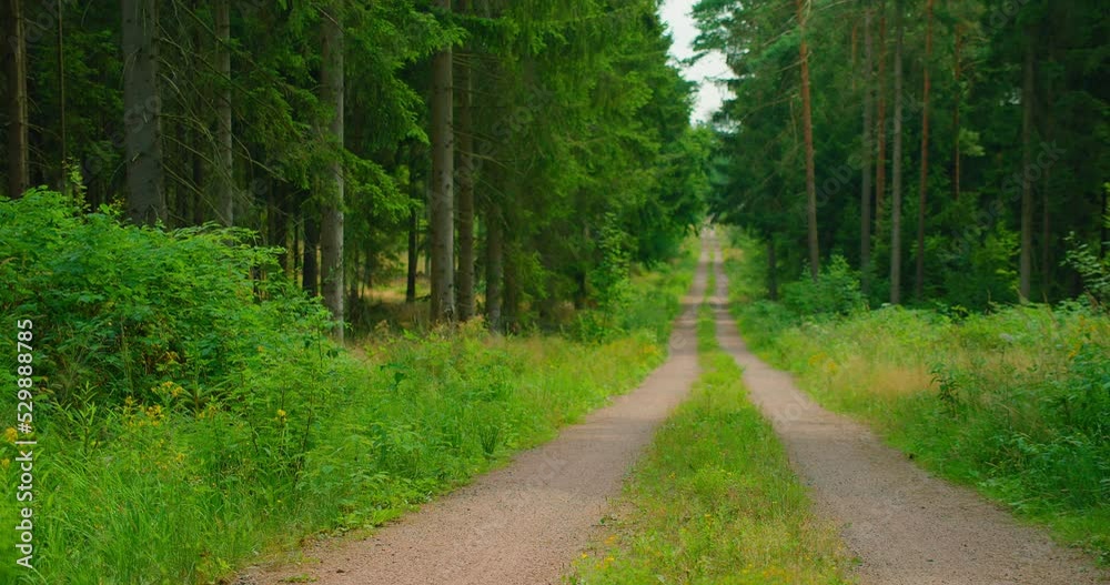 Beautiful view of forest with green coniferous trees on a summer day. Majestic nature landscape. Forest life. Path among pine spruce fir park. Gemnany. Go everywhere. Time to travel, ready to explore