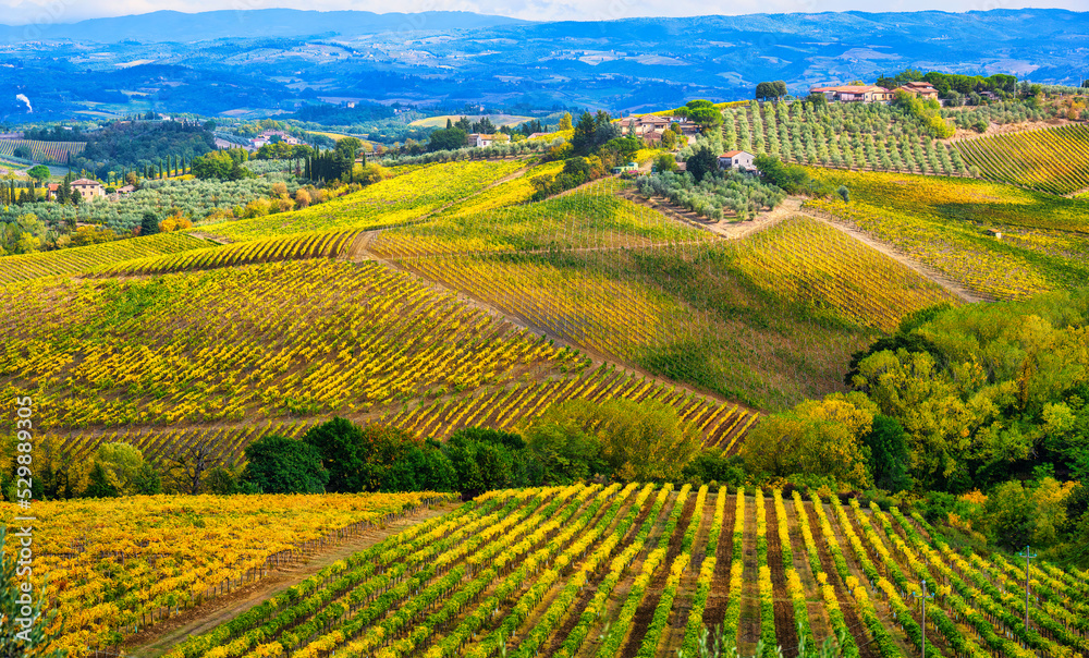 Fototapeta premium The beautiful vineyards in Tuscany