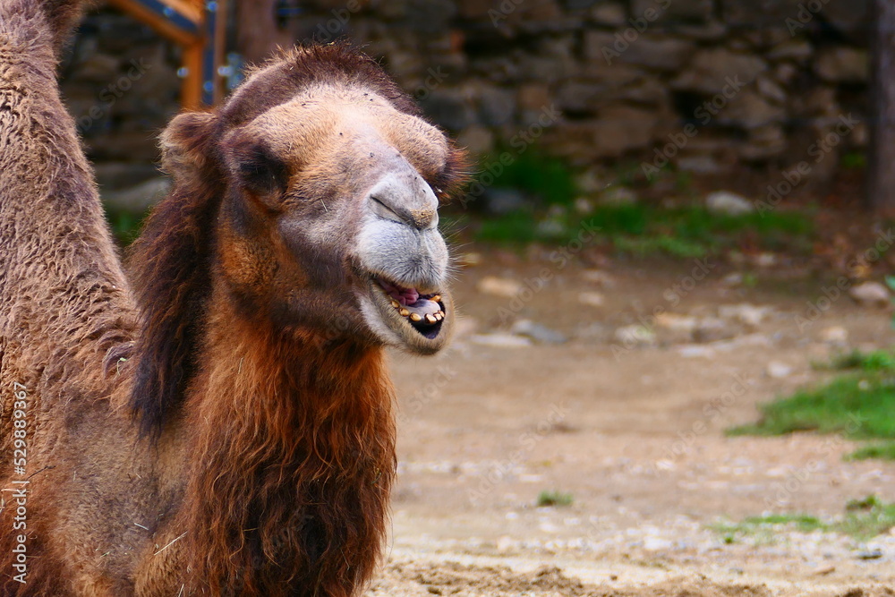 Obraz premium Trampeltier