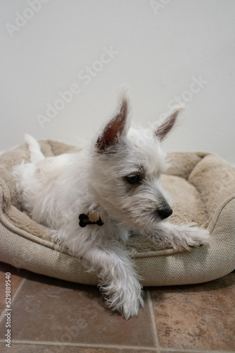 white puppy sitting on bed - Westie playing sleeping cute dog pet terrier