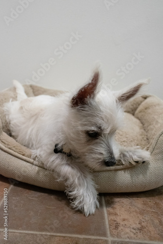 white puppy sitting on bed - Westie playing sleeping cute dog pet terrier