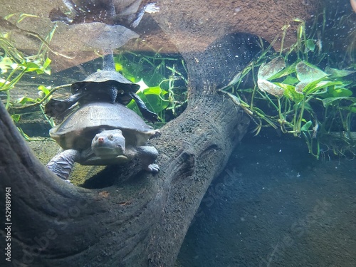 Organism Reptile Grass Terrestrial animal Aquatic plant GalÃ¡pagos tortoise photo