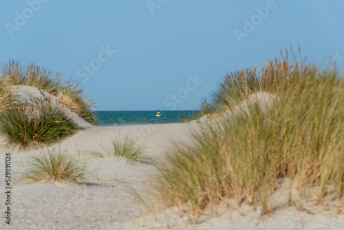 Fototapeta Naklejka Na Ścianę i Meble -  Vision de la mer du Nord et d'une bouée marine depuis les dunes et les oyats 
