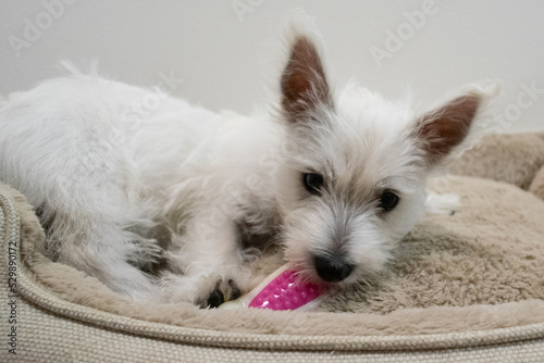 white puppy chewing toy on bed - Westie playing sleeping cute dog pet pink bone