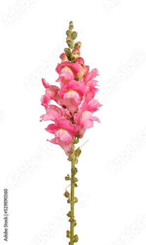 Single stem with pink flowers of snapdragon (Antirrhinum majus) isolated photo