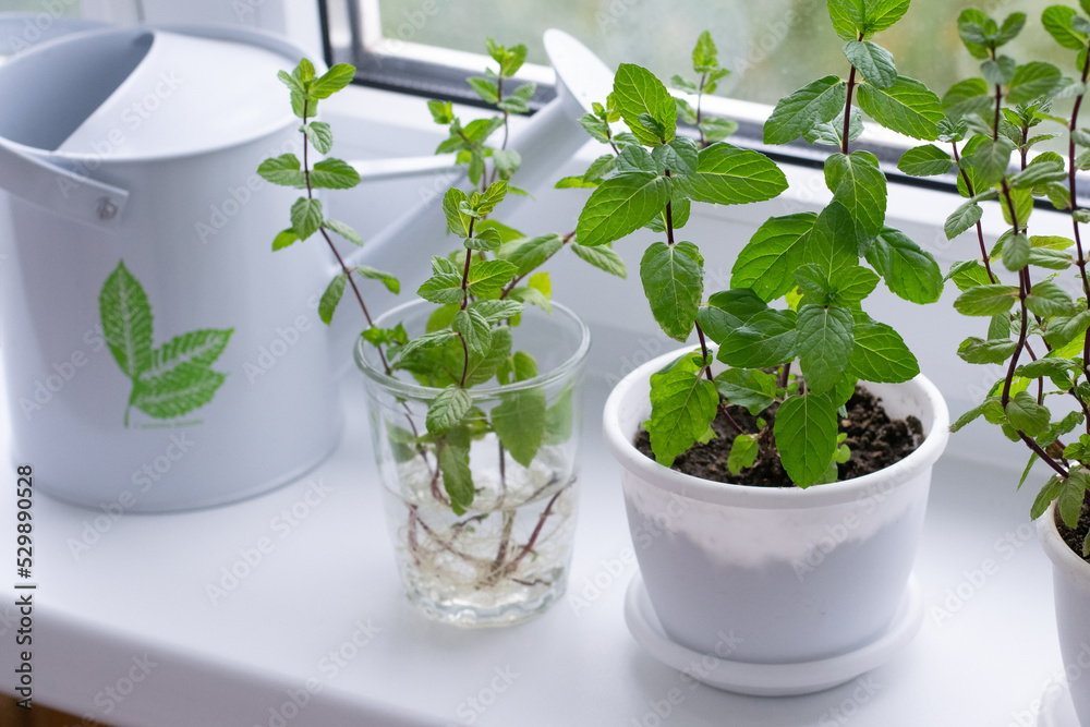 Rooting of mint on window sill Rooting of mint on window sill