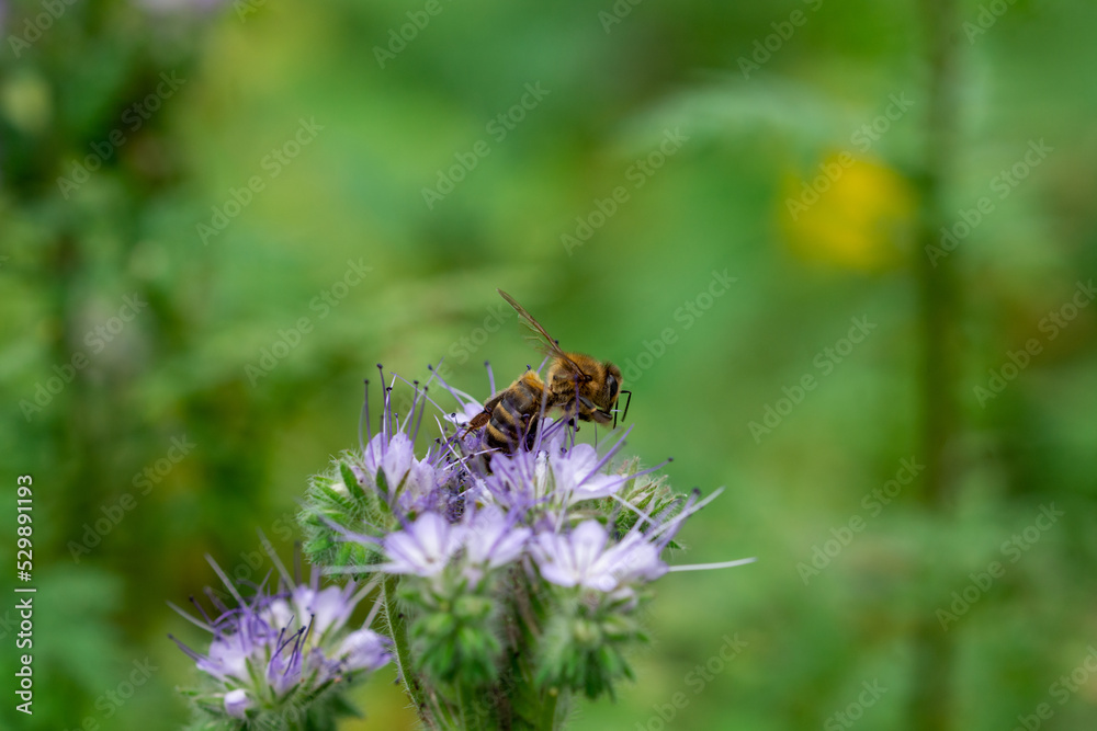 Cute bright bee on a phacelia flower. Insects. Close up. Cute bright bee on a phacelia flower. Insects. Close up.