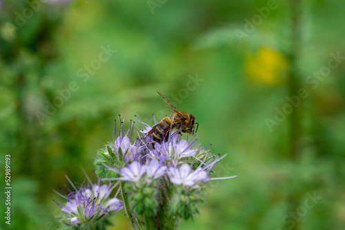 Cute bright bee on a phacelia flower. Insects. Close up. © iytokar