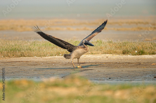 Juvenile Great white pelican (pelecanus onocrotalus) trying to fly for the first time, Makgadikgadi saltpan in Botswana photo