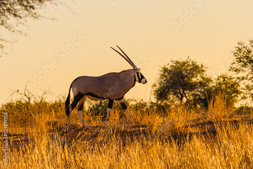 Gemsbok (Oryx gazella) walking on savanna in backlight at sunrise in Kgalagadi National Park, South Africa
 photo