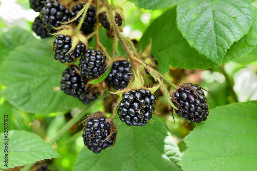 Close up of beautiful ripe wild blackberries growing on a branch in the forest