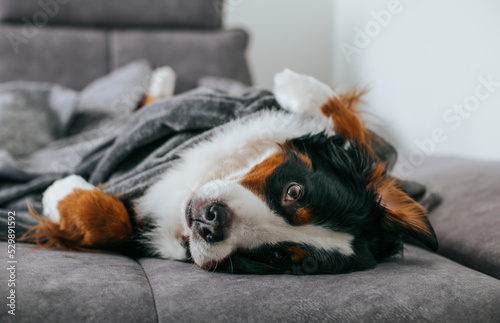 Bernese mountain dog posing inside. Autumn mood. Cute dog in bed. 
