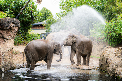 Photography Elephants enjoying their envirement in Dublin Zoo