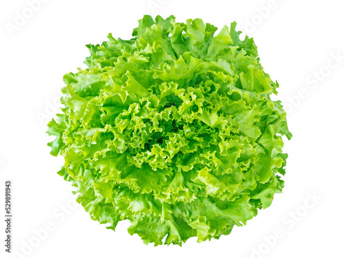 Green batavia lettuce salad head top view isolated transparent png