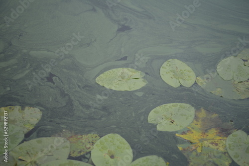 Landscape, gradient, green lily leaves, pods, yellow pod flowers, yellow water lilies, background, wildlife close-up, river lilies, yellow lake, cyanobacteria, blue-green algae, water diseases, leaves © Анна Климчук