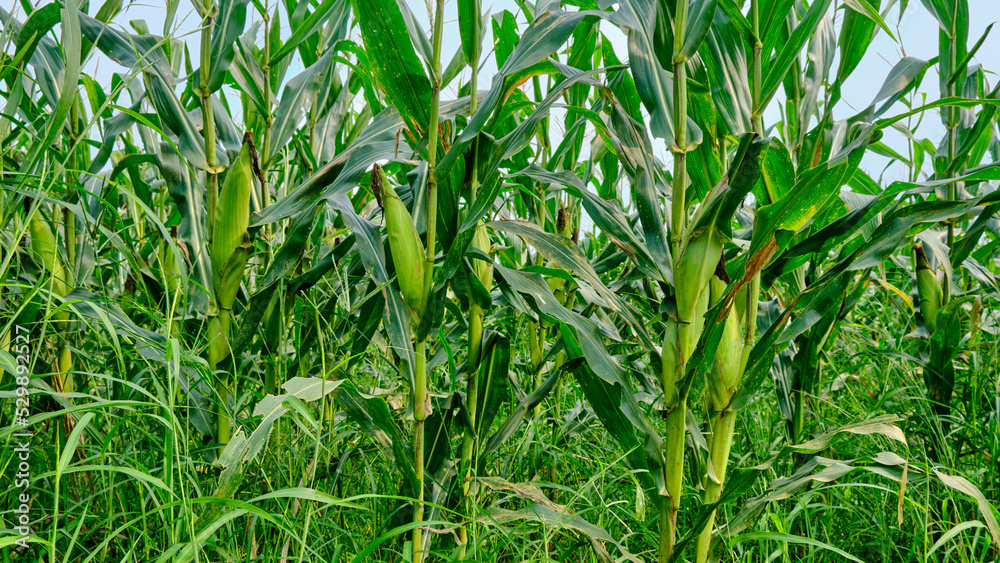 Corn garden growing fresh on a plantation