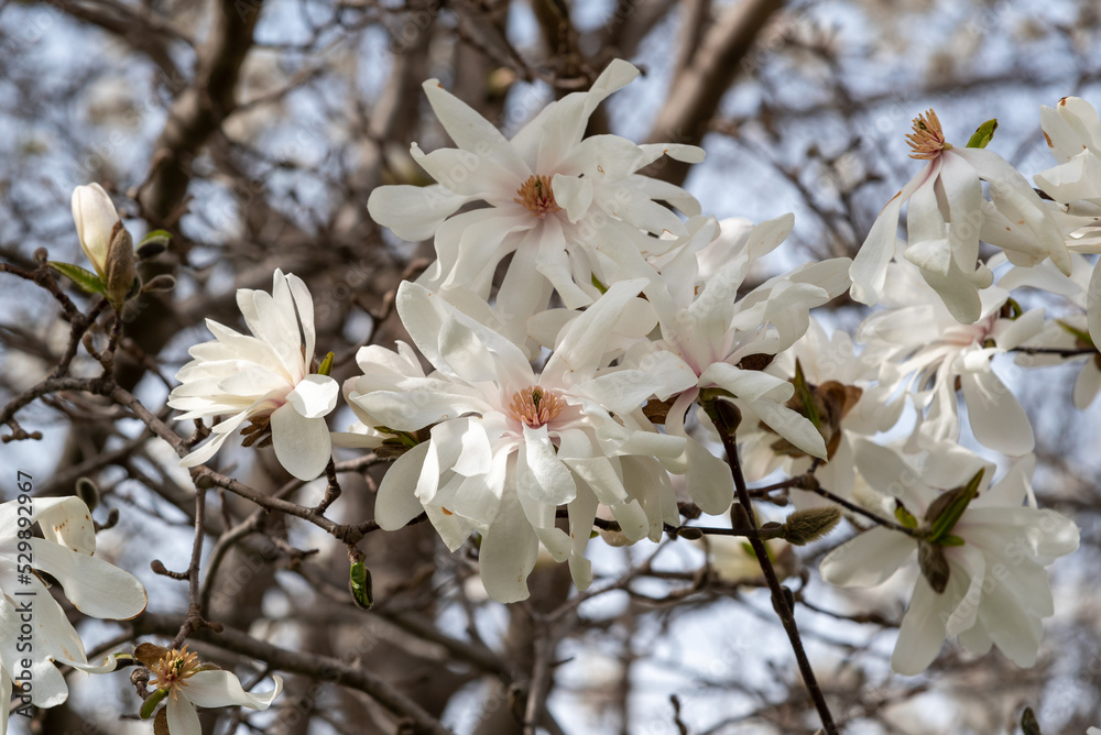 White Magnolia Blossoms In April In Wisconsin White Magnolia Blossoms In April In Wisconsin