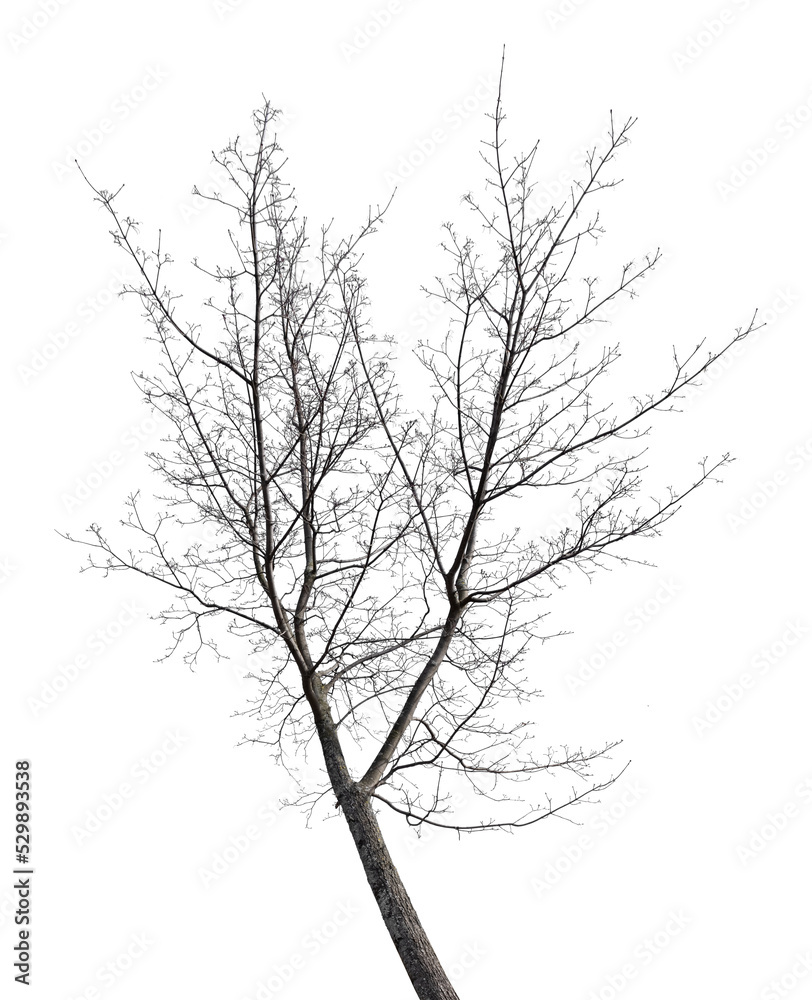 small maple bare branches isolated on white small maple bare branches isolated on white