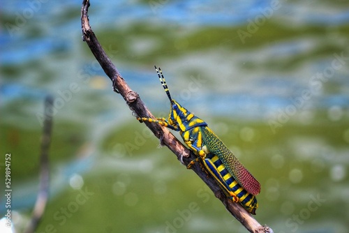 yellow colored grasshopper in nice blur background