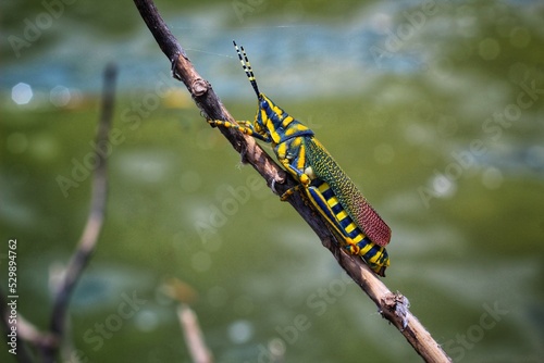 colorful grasshopper in nice blur background HD