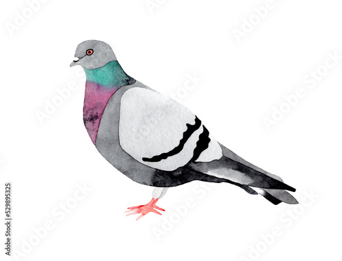 Hand drawn watercolor illustration of a rock pigeon bird. Isolated on transparent background.