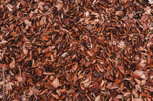 Dry autumn leaves background