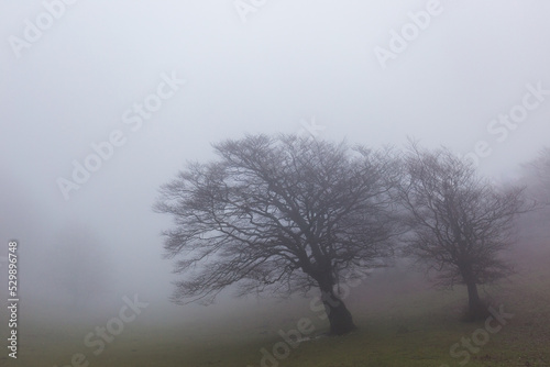 Trees in the middle of fog