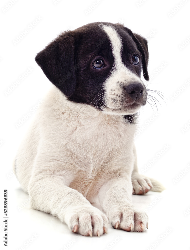 Naklejka premium White nice puppy.