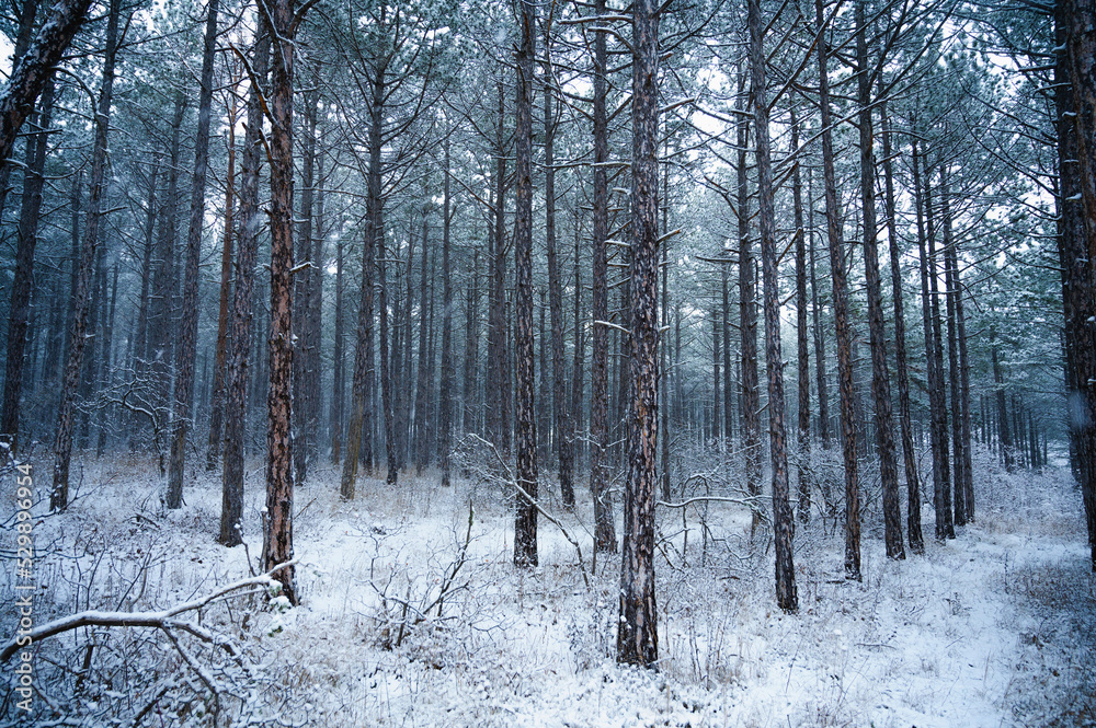 Fototapeta premium Winter in the pine forest