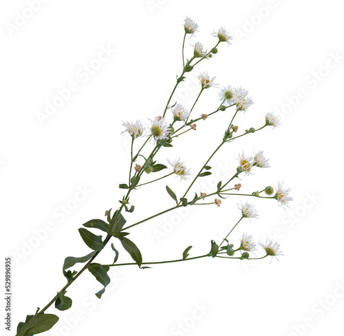 Erigeron annuus flowers isolated on a transparent background photo