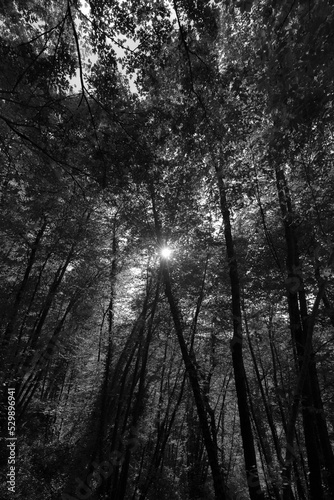Dense tall trees with sun filtering through the leaves
