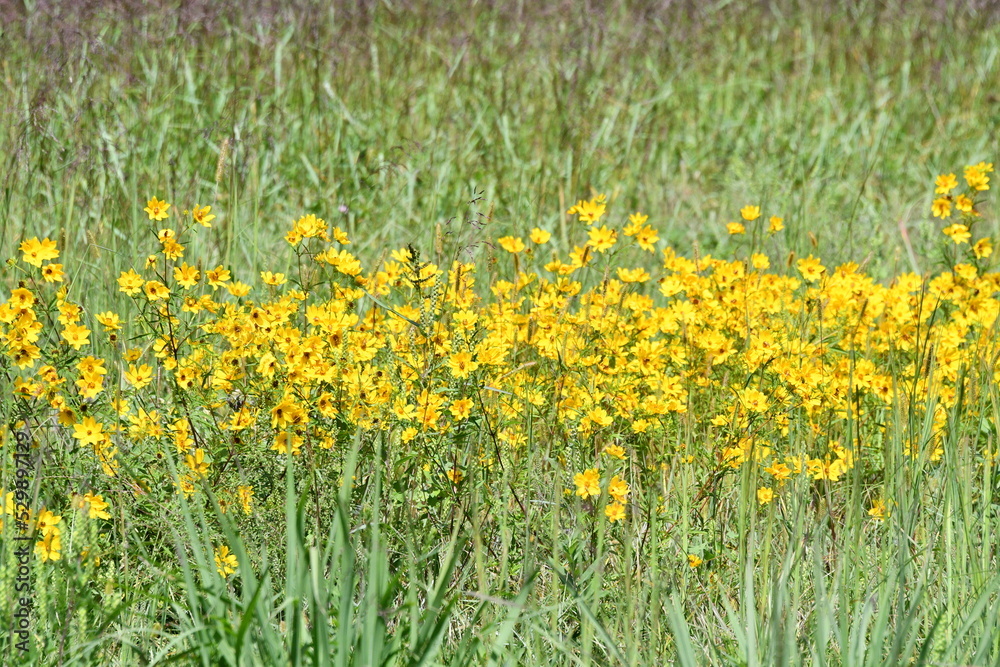 Yellow Wildflowers in a Field