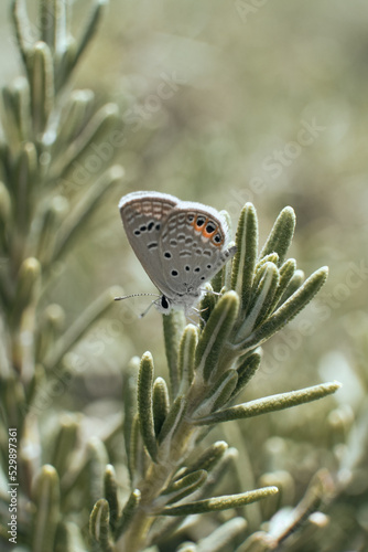 a butterlfy sitting on a plant 