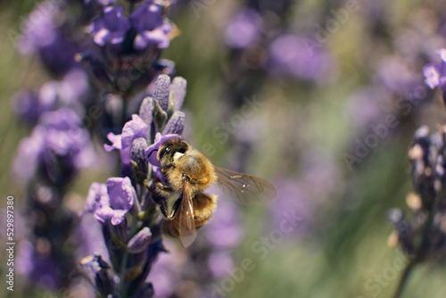 a bee sitting on a flower 