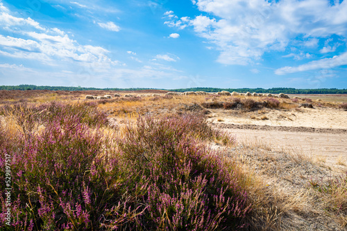 Grazing herd of sheep in the blooming heather landscape of the Ginkelse Heide on the Veluwe, Netherlands photo