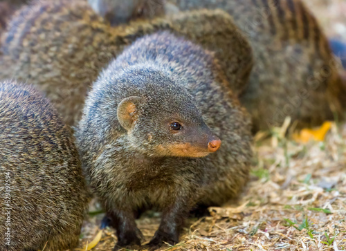 Cute banded mongoose in a group of friends photo