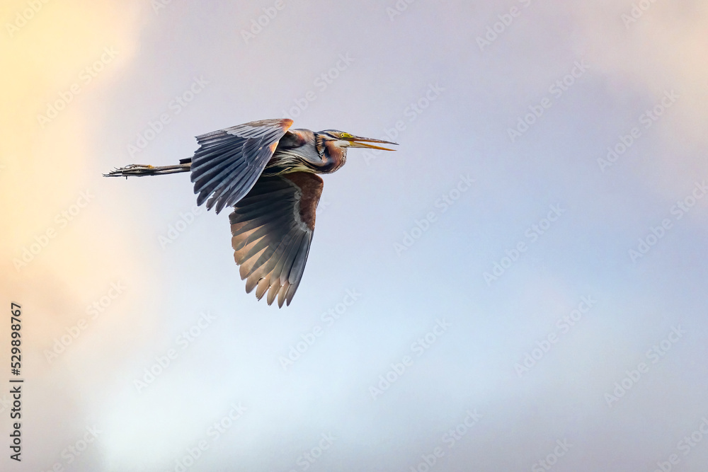 Obraz premium A Purple Heron on a flight