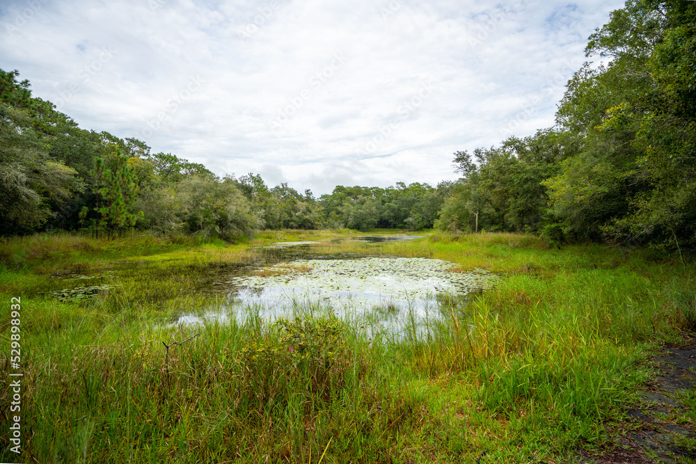 Obraz premium Violet Cury Preserve in Tampa, Florida