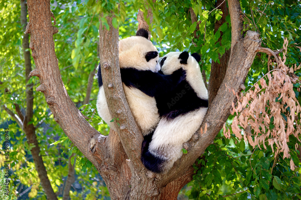 Obraz premium two panda bears playing in a tree