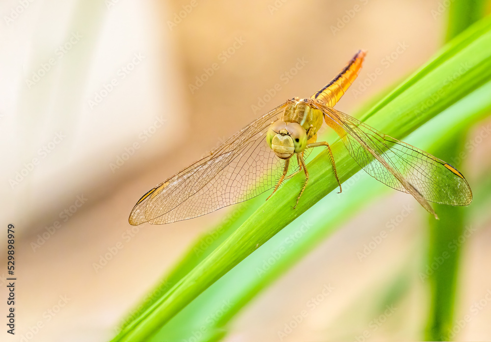 A Dragonfly sitting on a long grass A Dragonfly sitting on a long grass