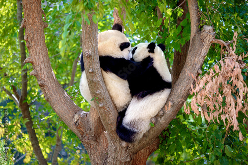 two panda bears playing in a tree